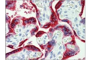 Human Placenta: Formalin-Fixed, Paraffin-Embedded (FFPE) (Growth Hormone 1 Antikörper  (Ser235))