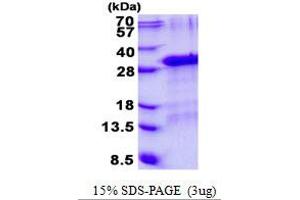 Image no. 1 for Growth Factor, Augmenter of Liver Regeneration (GFER) (AA 1-205) protein (His tag) (ABIN1098493)