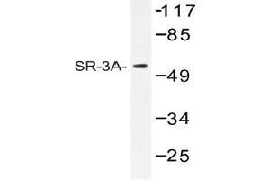 Western blot (WB) analysis of SR-3A antibody in extracts from HT-29 cells. (Serotonin Receptor 3A Antikörper)