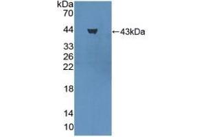 Detection of Recombinant PGA, Rat using Polyclonal Antibody to Pepsinogen A (PGA) (Pepsinogen A Antikörper  (AA 16-387))