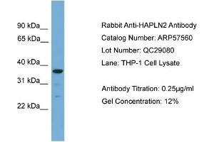 WB Suggested Anti-HAPLN2  Antibody Titration: 0. (HAPLN2 Antikörper  (Middle Region))