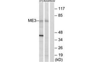 Western Blotting (WB) image for anti-Malic Enzyme 3, NADP(+)-Dependent, Mitochondrial (ME3) (AA 545-594) antibody (ABIN2890446) (ME3 Antikörper  (AA 545-594))