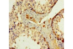 Immunohistochemistry of paraffin-embedded human testis tissue using ABIN7150168 at dilution of 1:100 (ERCC1 Antikörper  (AA 1-323))