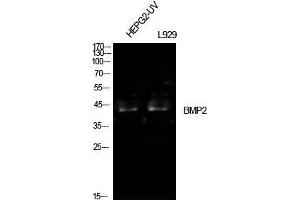 Western Blot (WB) analysis of HepG2-UV, L929 cells using BMP-2 Polyclonal Antibody. (BMP2 Antikörper  (Internal Region))