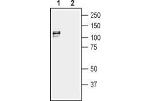 Western Blotting (WB) image for anti-Potassium Large Conductance Calcium-Activated Channel, Subfamily M, alpha Member 1 (KCNMA1) (AA 1097-1196), (Intracellular) antibody (ABIN7043492)