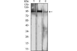 Western blot analysis using NFKB2 mouse mAb against NIH/3T3 (1), MCF-7 (2), and THP-1 (3) cell lysate. (NFKB2 Antikörper  (AA 712-900))
