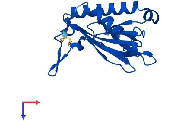 C14orf126 Protein (AA 1-168) (His tag)