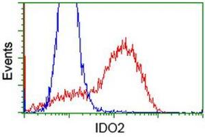 HEK293T cells transfected with either RC223337 overexpress plasmid (Red) or empty vector control plasmid (Blue) were immunostained by anti-IDO2 antibody (ABIN2453838), and then analyzed by flow cytometry. (IDO2 Antikörper)