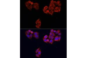 Immunofluorescence analysis of HeLa cells using MTOR antibody (ABIN2737201) at dilution of 1:100. (MTOR Antikörper)