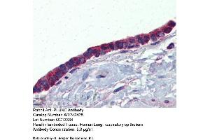 Immunohistochemistry with Human Lung, respiratory epethelium tissue at an antibody concentration of 5. (BPIFA1 Antikörper  (Middle Region))