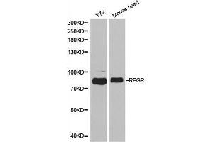 Western blot analysis of extracts of various cell lines, using RPGR antibody. (RPGR Antikörper  (AA 1-260))