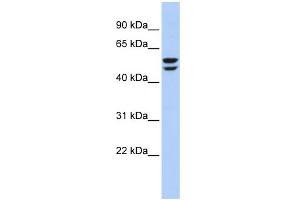 WB Suggested Anti-ATP6V1B2 Antibody Titration: 0. (ATP6V1B2 Antikörper  (N-Term))
