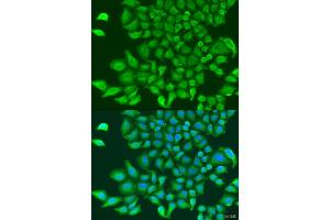 Immunofluorescence analysis of U2OS cells using TUBGCP3 antibody (ABIN1875232) at dilution of 1:100. (TUBGCP3 Antikörper)