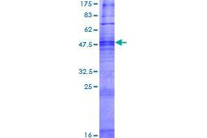 Image no. 1 for Olfactory Receptor, Family 4, Subfamily F, Member 15 (OR4F15) (AA 1-312) protein (GST tag) (ABIN1313536) (OR4F15 Protein (AA 1-312) (GST tag))