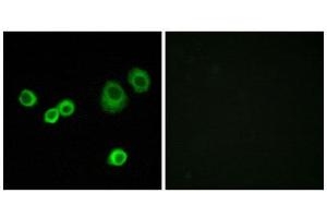 Immunofluorescence (IF) image for anti-Holocytochrome C Synthase (HCCS) (Internal Region) antibody (ABIN6300069) (HCCS Antikörper  (Internal Region))