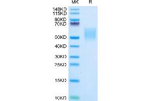 SDS-PAGE (SDS) image for Natural Killer Cell Cytotoxicity Receptor 3 Ligand 1 (NCR3LG1) (AA 25-262) protein (His-Avi Tag,Biotin) (ABIN7273970)