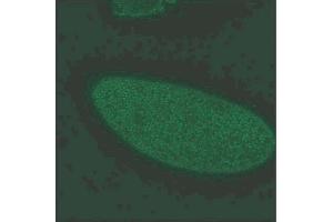 Gephyrin immunochemical staining of 0-12 hour embryos. (Gephyrin Antikörper  (AA 569-726))