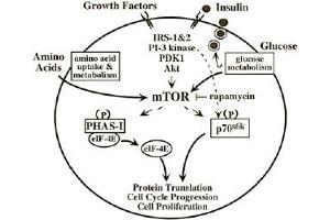 Immunoblotting. (MTOR Antikörper  (pSer2448))