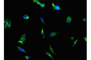 Immunofluorescent analysis of Hela cells using ABIN7169300 at dilution of 1: 100 and Alexa Fluor 488-congugated AffiniPure Goat Anti-Rabbit IgG(H+L) (PGAM5 Antikörper  (AA 30-223))