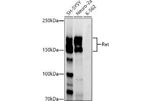 Western blot analysis of extracts of various cell lines, using Ret antibody (ABIN7269925) at 1:1000 dilution. (Ret Proto-Oncogene Antikörper)