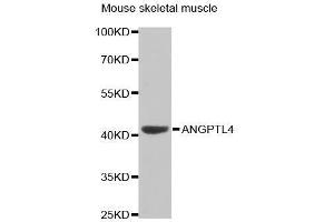 Western Blotting (WB) image for anti-Angiopoietin-Like 4 (ANGPTL4) (AA 26-406) antibody (ABIN3015827) (ANGPTL4 Antikörper  (AA 26-406))