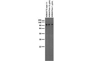 Adult rat brain membrane immunoblot.