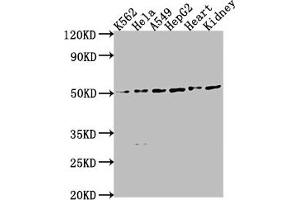 Western Blot Positive WB detected in: K562 whole cell lysate, HeLa whole cell lysate, A549 whole cell lysate, HepG2 whole cell lysate, Mouse heart tissue, Mouse kidney tissue All lanes: ENPP7 antibody at 1:2000 Secondary Goat polyclonal to rabbit IgG at 1/50000 dilution Predicted band size: 52 kDa Observed band size: 52 kDa