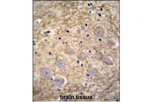 PCDHGA1 Antibody (Center) (ABIN655609 and ABIN2845092) immunohistochemistry analysis in formalin fixed and paraffin embedded human brain tissue followed by peroxidase conjugation of the secondary antibody and DAB staining. (PCDHGA1 Antikörper  (AA 287-315))