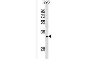 OR52I1 Antibody (C-term) (ABIN1536853 and ABIN2838245) western blot analysis in 293 cell line lysates (35 μg/lane). (OR52I1 Antikörper  (C-Term))