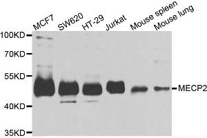 Western blot analysis of extracts of various cell lines, using MECP2 antibody (ABIN5973330) at 1/1000 dilution. (MECP2 Antikörper)