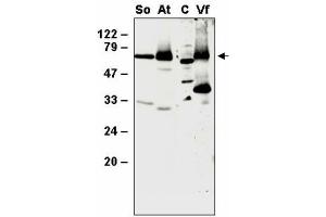 Western blot analysis of thylakoid proteins from Spinacia olearcea (So), Arabidopsis thaliana (At), Vicia faba (Vf) and the whole cellular proteins from Chlamydomonas (C) with anti- SppA1