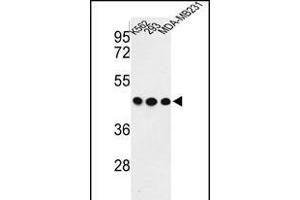 Western blot analysis of G Antibody (C-term) (ABIN652835 and ABIN2842544) in K562, 293, MDA-M cell line lysates (35 μg/lane). (GPA33 Antikörper  (C-Term))