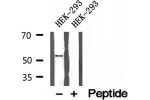 Western blot analysis of extracts of HEK-293 cells, using BCS1L antibody.