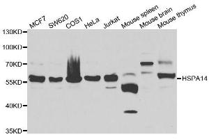 Western blot analysis of extracts of various cell lines, using HSPA14 antibody. (HSPA14 Antikörper  (AA 240-509))