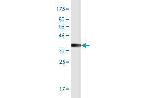 Western Blot detection against Immunogen (34. (NFAM1 Antikörper  (AA 187-269))