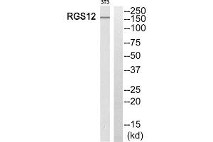 Western blot analysis of extracts from 3T3 cells, using RGS12 antibody. (RGS12 Antikörper  (N-Term))
