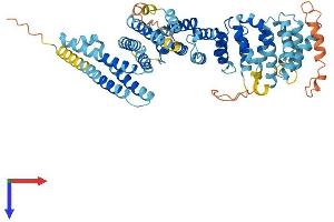 AlphaFold protein structure predicition of Human Recombinant MROH9 Protein, UniprotID Q5TGP6