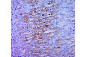 Paraformaldehyde-fixed, paraffin embedded rat stomach, Antigen retrieval by boiling in sodium citrate buffer (pH6. (STING/TMEM173 Antikörper  (AA 231-330))