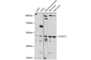 Western blot analysis of extracts of various cell lines, using DCDC2 antibody (ABIN7266841) at 1:1000 dilution. (DCDC2 Antikörper  (AA 1-250))
