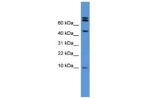WB Suggested Anti-Bmp2 Antibody Titration:  0. (BMP2 Antikörper  (Middle Region))