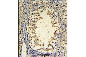 IMP3 Antibody IHC analysis in formalin fixed and paraffin embedded mouse testis tissue followed by peroxidase conjugation of the secondary antibody and DAB staining. (IMP3 Antikörper  (C-Term))