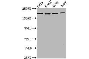 Western Blot Positive WB detected in: Hela whole cell lysate, HepG2 whole cell lysate, A549 whole cell lysate, 293T whole cell lysate All lanes: HECW2 antibody at 3. (HECW2 Antikörper  (AA 495-641))