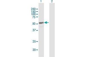 Western Blot analysis of CYP4Z1 expression in transfected 293T cell line by CYP4Z1 MaxPab polyclonal antibody. (CYP4Z1 Antikörper  (AA 1-505))
