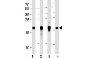 Western blot analysis of lysate from human (2) HepG2, (2) NCCIT and mouse (3) NIH3T3, (4) F9 cell lines using Hmga2 antibody at 1:1000.