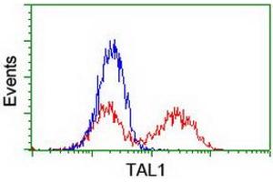 HEK293T cells transfected with either RC222628 overexpress plasmid (Red) or empty vector control plasmid (Blue) were immunostained by anti-TAL1 antibody (ABIN2455268), and then analyzed by flow cytometry. (TAL1 Antikörper)