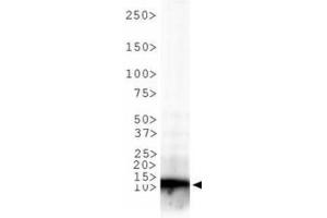 Western Blotting (WB) image for anti-Histone 3 (H3) (H3K9me3) antibody (ABIN5706787)