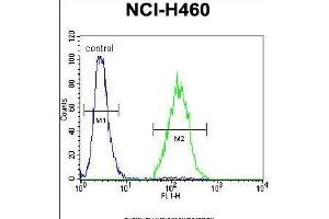 ARL17P1 Antibody (Center) (ABIN655544 and ABIN2845053) flow cytometric analysis of NCI- cells (right histogram) compared to a negative control cell (left histogram).