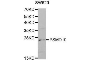 Western blot analysis of extracts of SW620 cell lines, using PSMD10 antibody. (PSMD10 Antikörper  (AA 1-226))