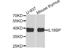 Western blot analysis of extracts of U937 and mouse thymus cell lines, using IL18BP antibody. (IL18BP Antikörper)