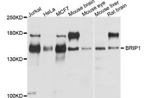 Western blot analysis of extracts of various cells, using BRIP1 antibody. (BRIP1 Antikörper)
